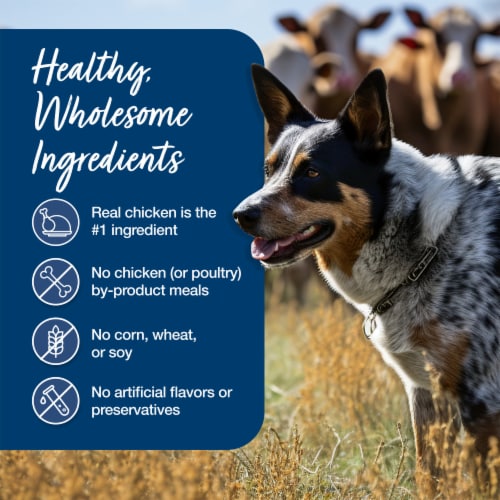 Blue Buffalo Blue's Stew Natural Wet Dog Food Country Chicken Stew - Blue Buffalo Blue's Stew Natural Wet Dog Food Country Chicken Stew